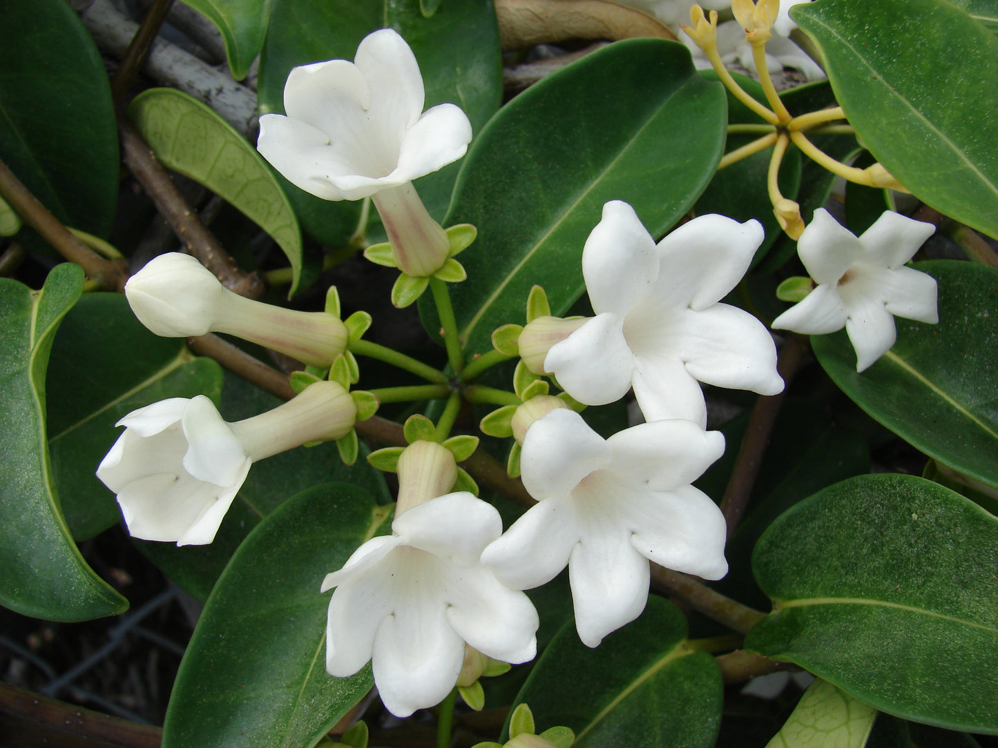Madagascar Jasmine - Stephanotis Floribunda – Green Plants
