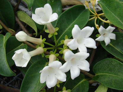 Madagascar Jasmine - Stephanotis Floribunda – Green Plants