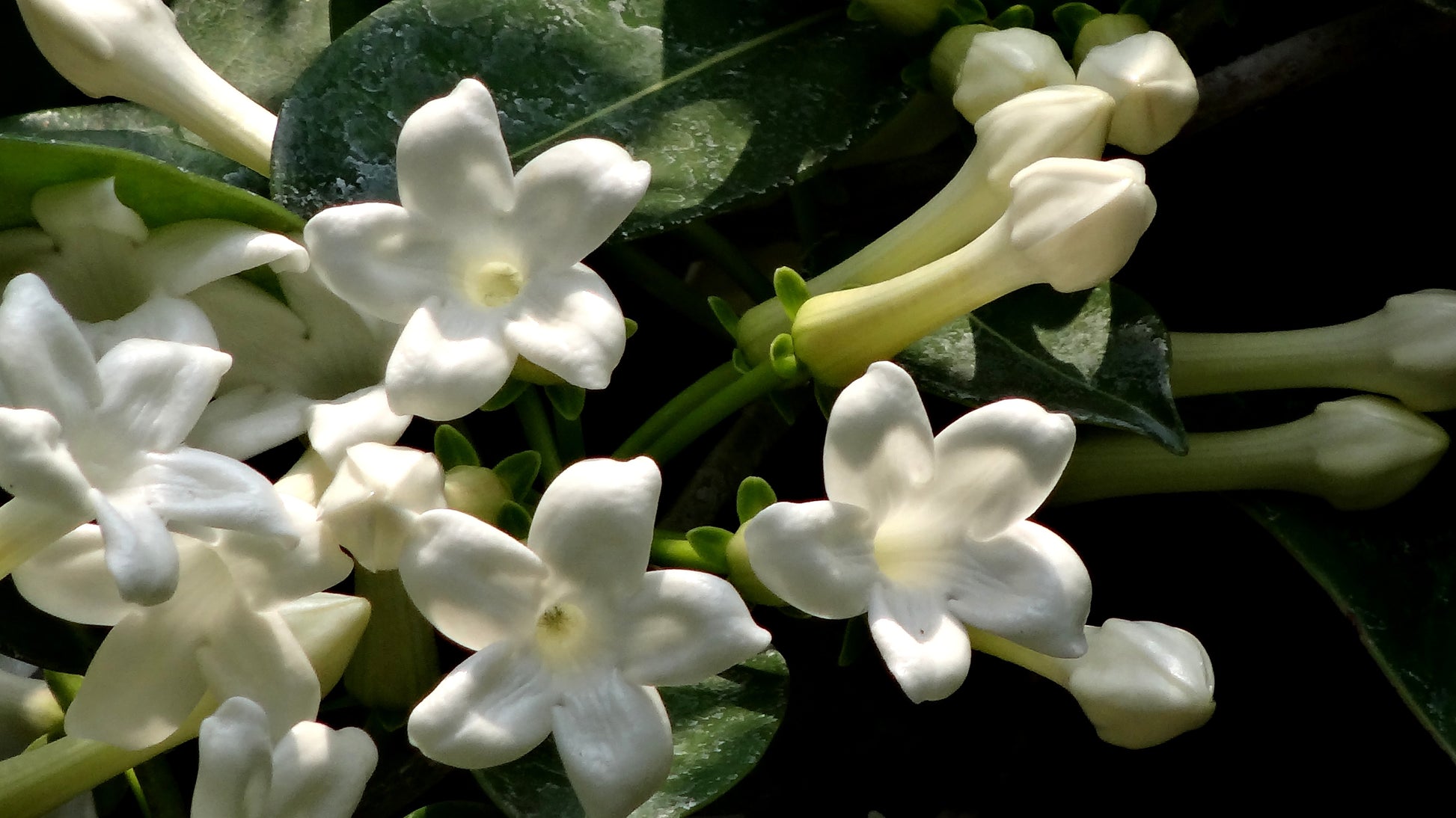Madagascar Jasmine - Stephanotis Floribunda – Green Plants