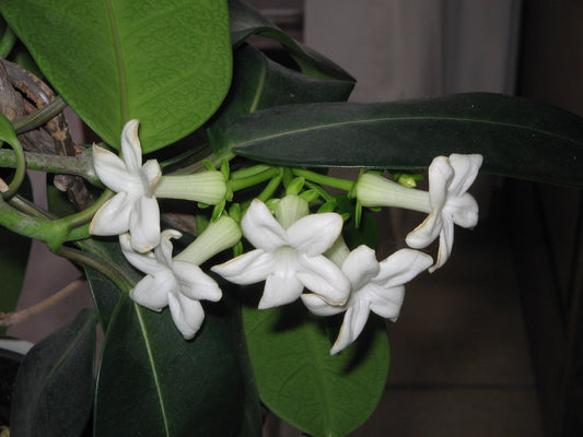 Madagascar Jasmine - Stephanotis Floribunda – Green Plants
