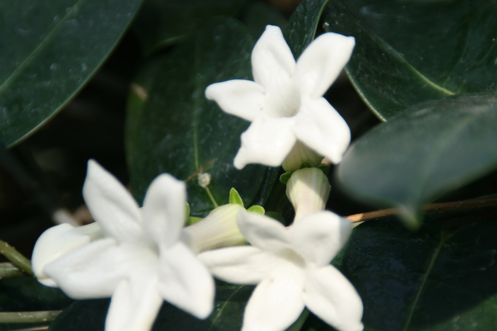 Madagascar Jasmine - Stephanotis Floribunda – Green Plants