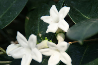 Madagascar Jasmine - Stephanotis Floribunda – Green Plants