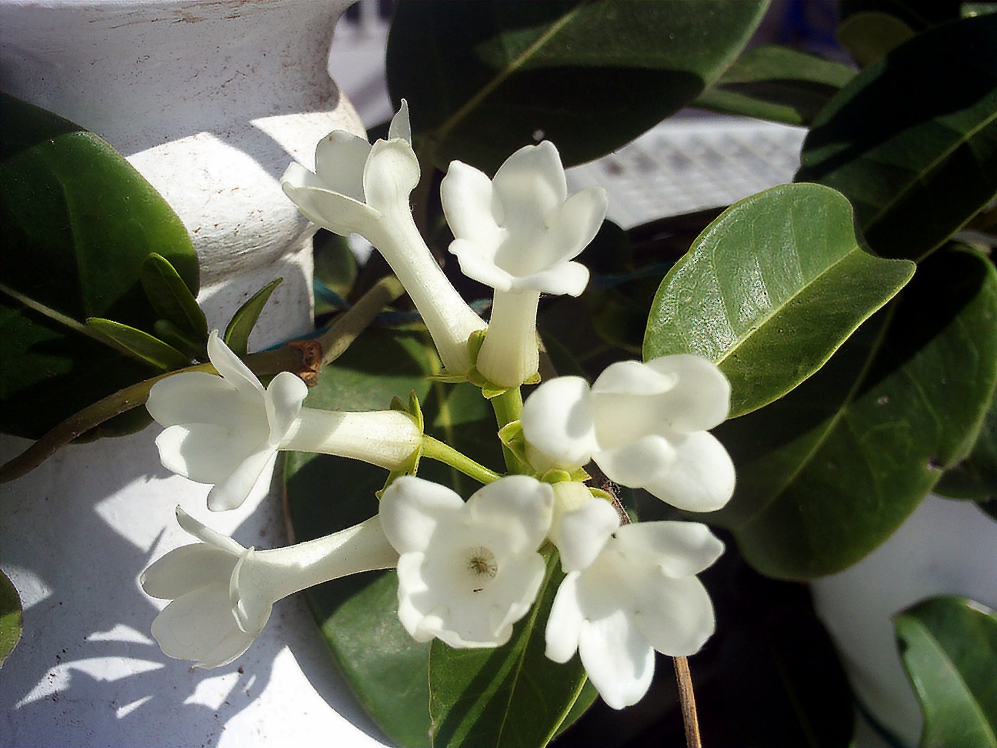 Madagascar Jasmine - Stephanotis Floribunda – Green Plants