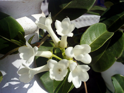 Madagascar Jasmine - Stephanotis Floribunda – Green Plants