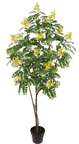 Cassia Surattensis, Scrambled Egg Plant, Sunshine tree – image 4