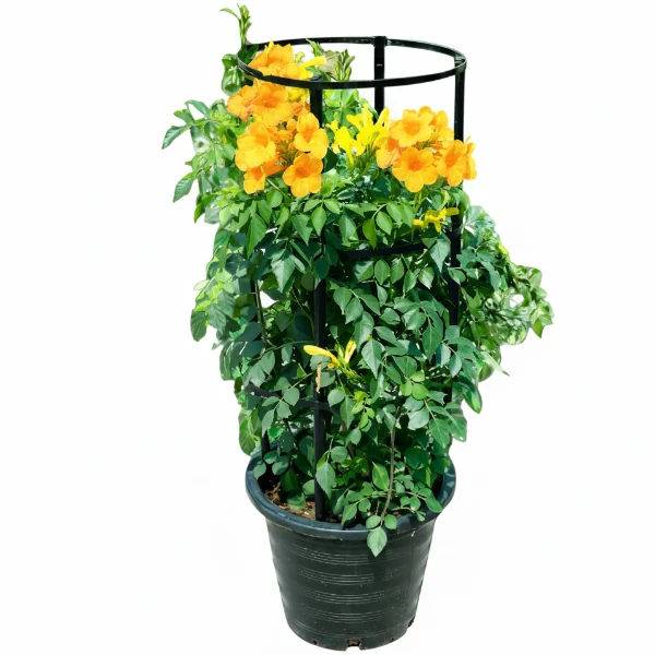 Yellow Bells, Tecoma Stans – image 7