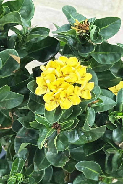 Yellow Ixora Ixora chinensis gallery image 6