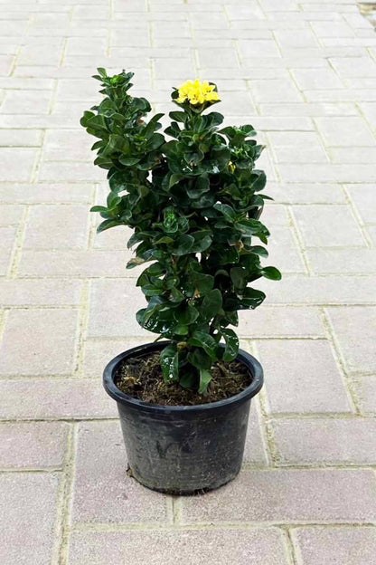 Yellow Ixora Ixora chinensis - 30–40 cm - Nursery Pot