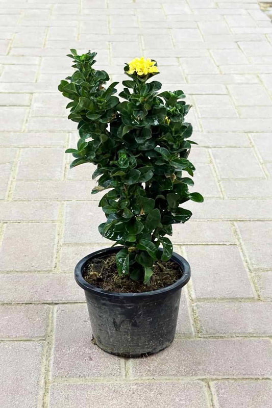 Yellow Ixora Ixora chinensis - 30–40 cm - Nursery Pot