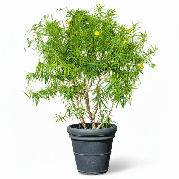 Thevetia Peruviana, Cascabela Thevetia, Yellow Oleander – image 7