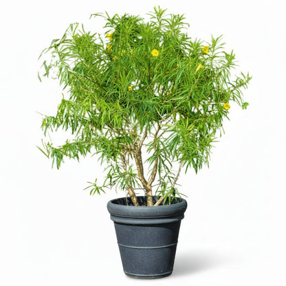 Thevetia Peruviana, Cascabela Thevetia, Yellow Oleander – image 7