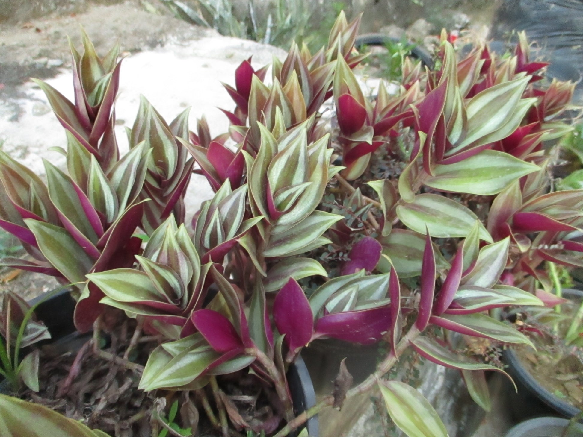 Tradescantia Zebrina (Tradescantia zebrina) | ترادسكانتيا زبرينا