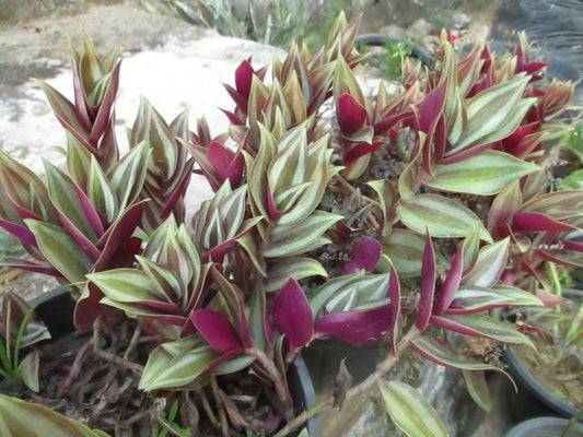 Tradescantia Zebrina (Tradescantia zebrina) | ترادسكانتيا زبرينا