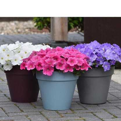 Petunia, Petunias (small) – image 6
