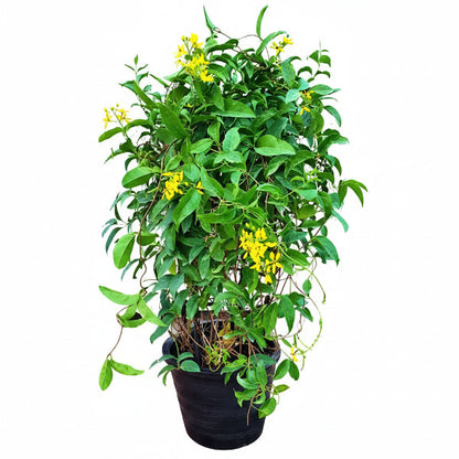 Tristellateia australasiae, Shower of Gold Climber – image 1