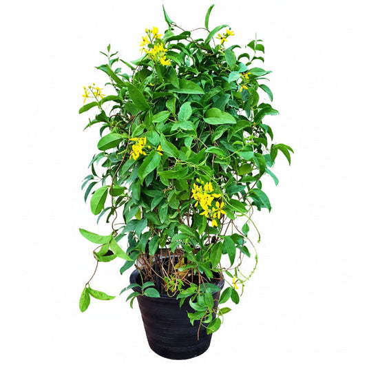 Tristellateia australasiae, Shower of Gold Climber – image 1