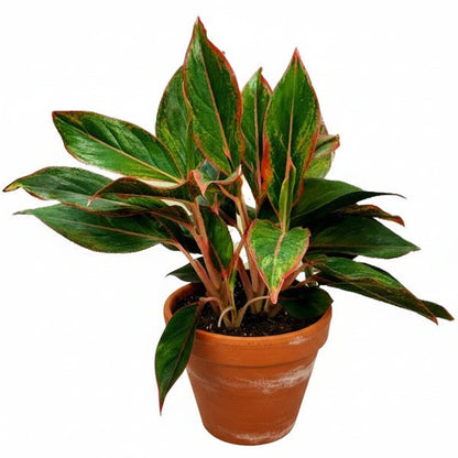 Aglaonema King of Siam – image 2