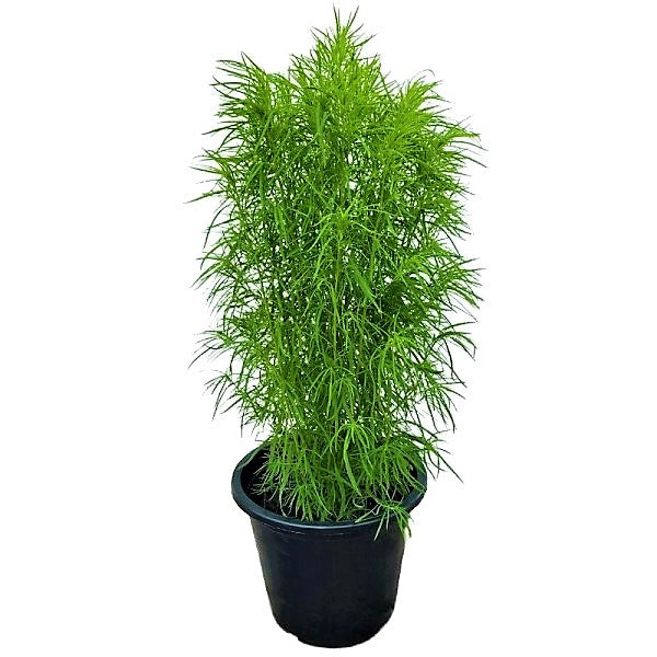 Summer Cypress, Kochia – image 3