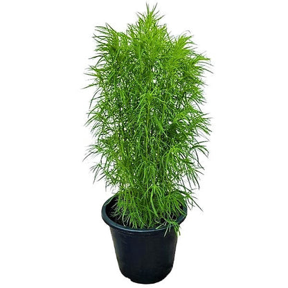 Summer Cypress, Kochia – image 3