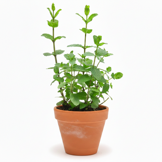 Atriplex halimus, Salt Bush – image 1