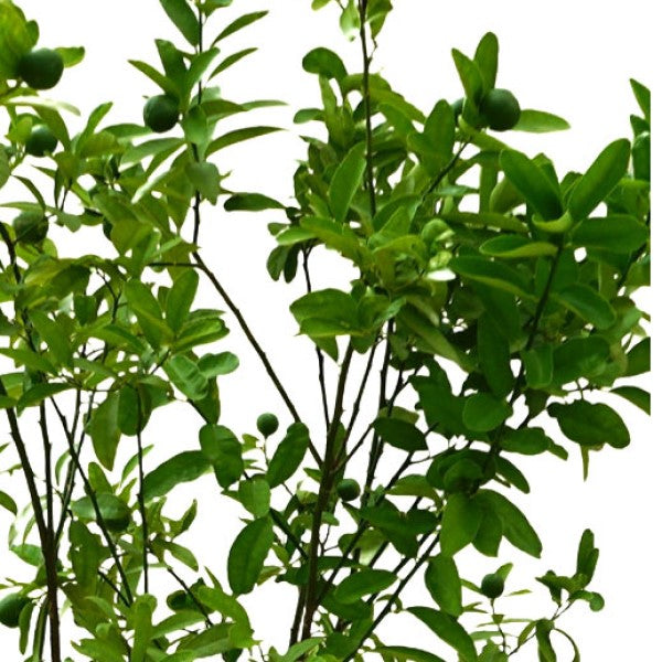 Citrus, Binzaheer, lime – image 3