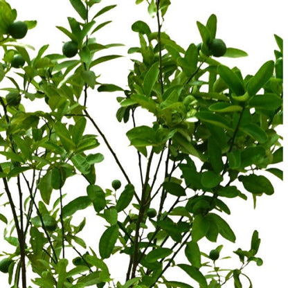 Citrus, Binzaheer, lime – image 3