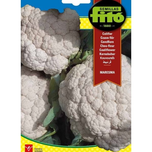 Cauliflower Maresma Seeds – image 1