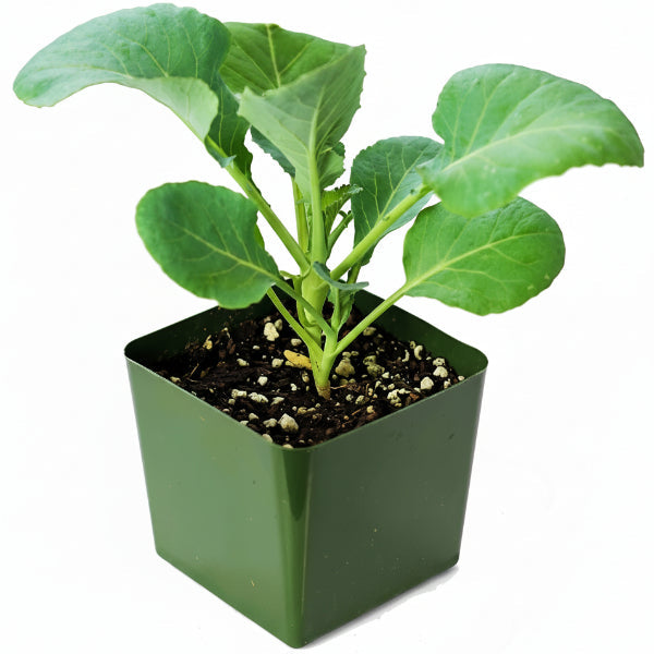 Cauliflower Vegetable Plant – image 1