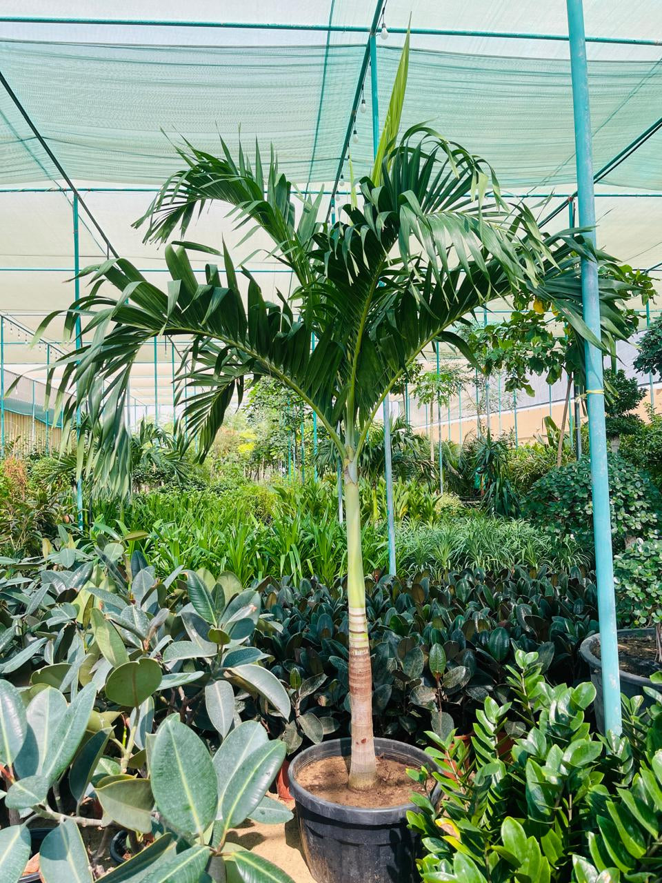 Foxtail Palm, Wodyetia Bifurcata – image 8