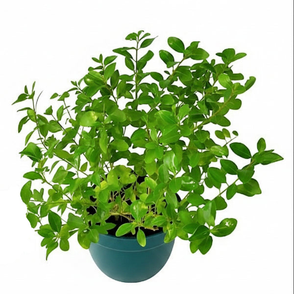 Clerodendrum inerme, Wild Jasmine – image 5