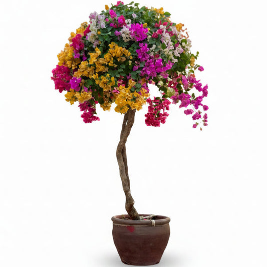 Bougainvillea Multicolor Specimen Single Head – image 2