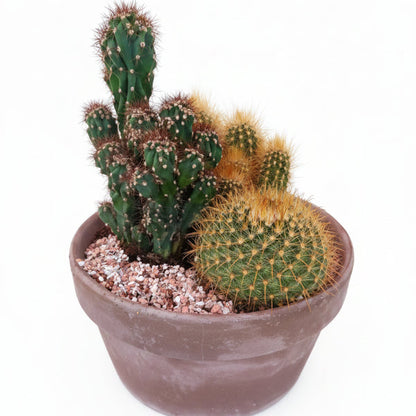 Cactus Outdoor – image 7