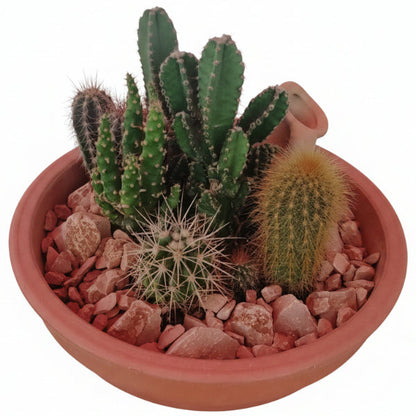 Cactus Outdoor – image 8