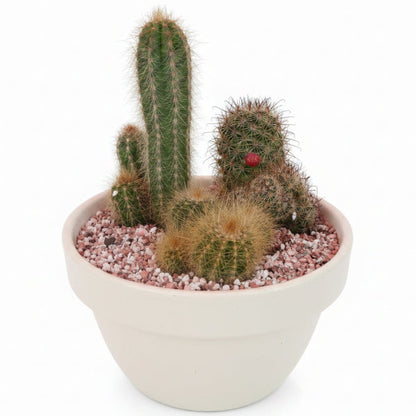 Cactus Outdoor – image 9
