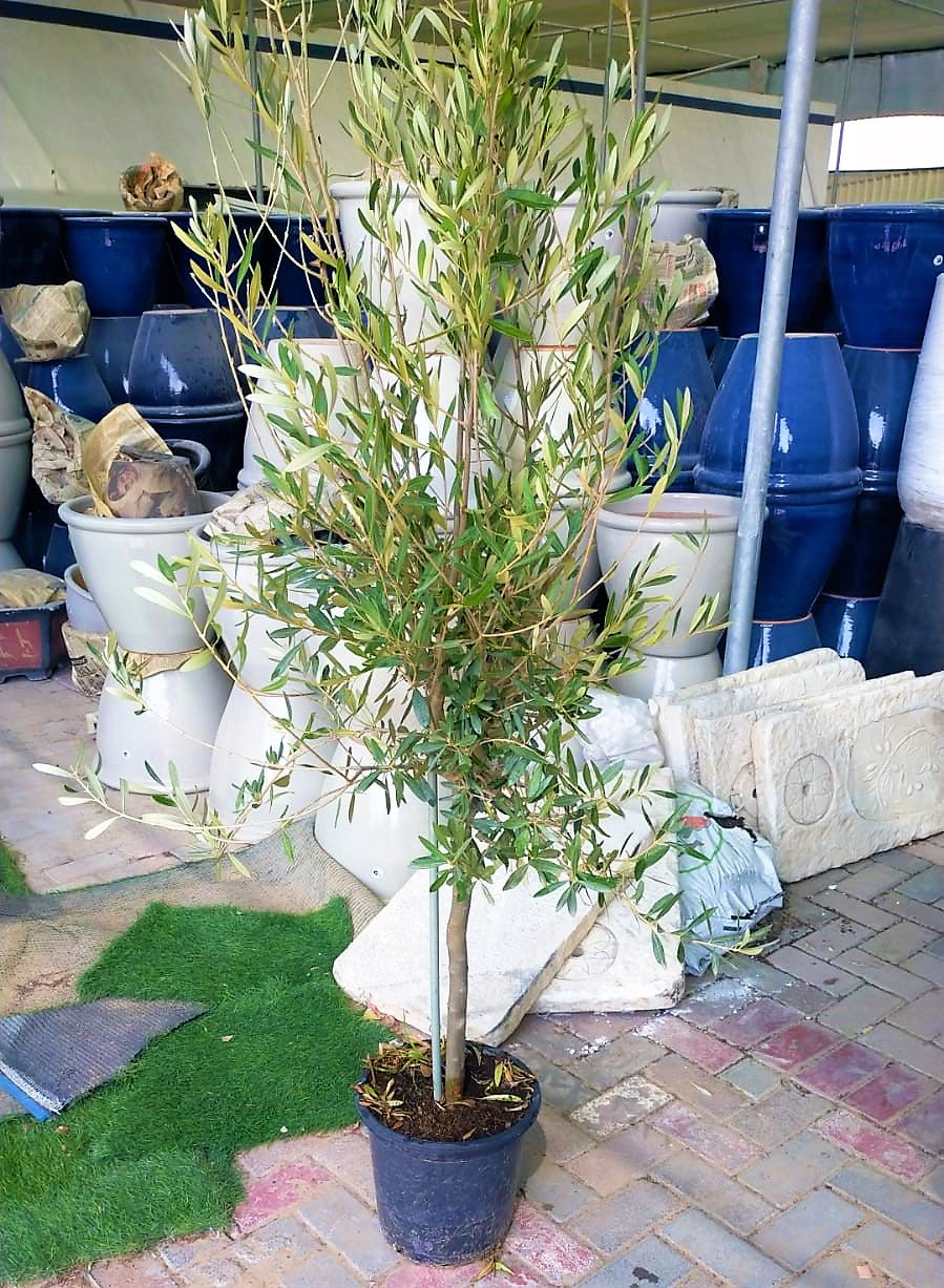 Olive Tree, Olea Europaea – image 11