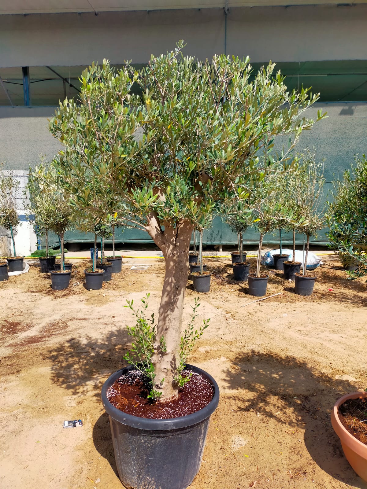 Olive Tree, Olea Europaea – image 12