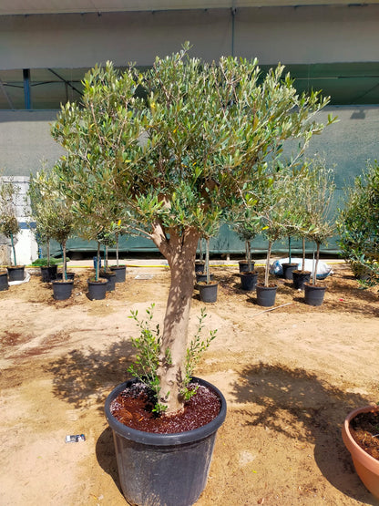 Olive Tree, Olea Europaea – image 12