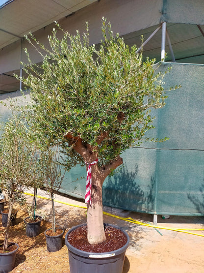 Olive Tree, Olea Europaea – image 13