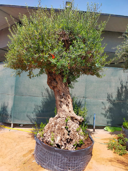Olive Tree, Olea Europaea – image 14