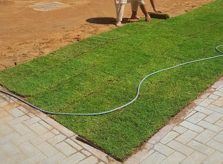Natural Carpet Grass, Paspalium vaginatum – image 2