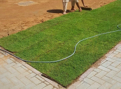 Natural Carpet Grass, Paspalium vaginatum – image 2