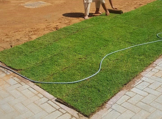Natural Carpet Grass, Paspalium vaginatum – image 2