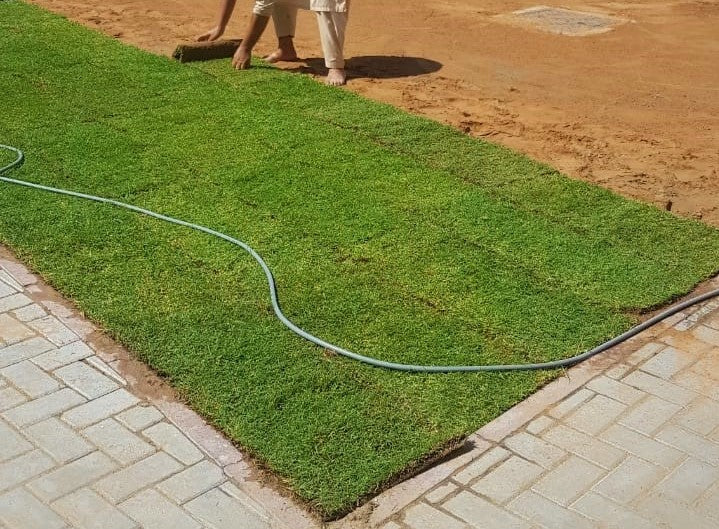 Natural Carpet Grass, American Bermuda – image 3