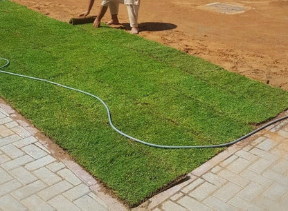 Natural Carpet Grass, American Bermuda – image 3