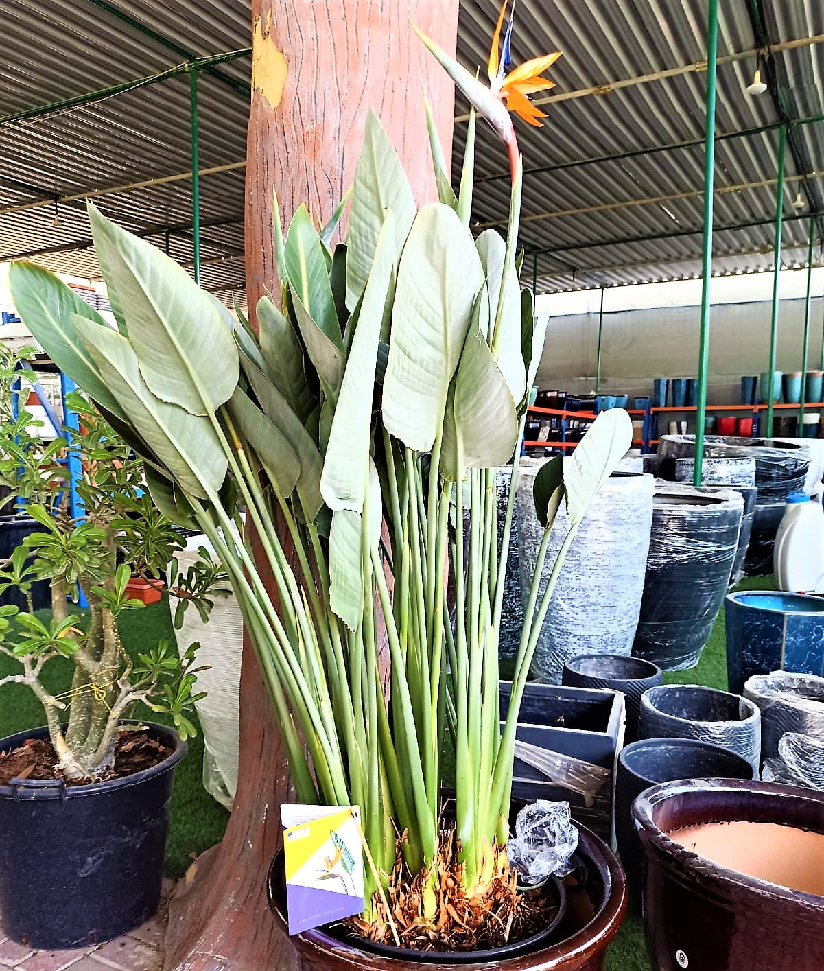 Bird of Paradise, Strelitzia Reginae, outdoor – image 6