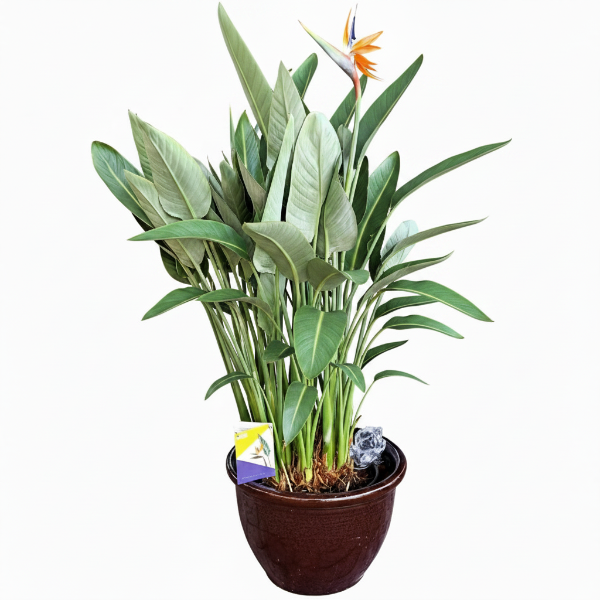 Bird of Paradise, Strelitzia Reginae, outdoor – image 1