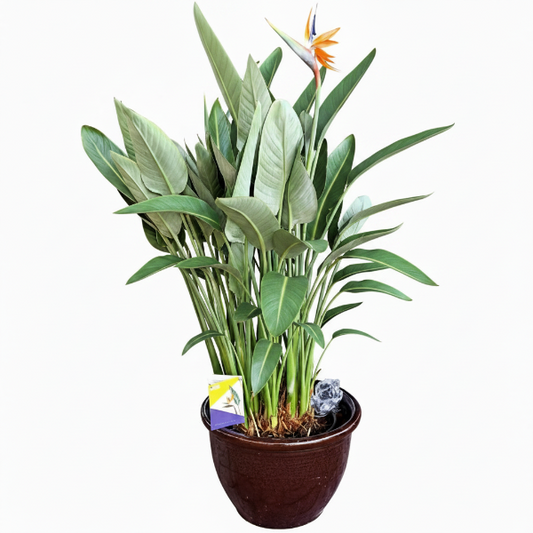 Bird of Paradise, Strelitzia Reginae, outdoor – image 1