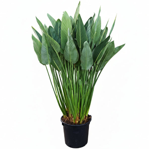 Bird of Paradise, Strelitzia Reginae, outdoor – image 7