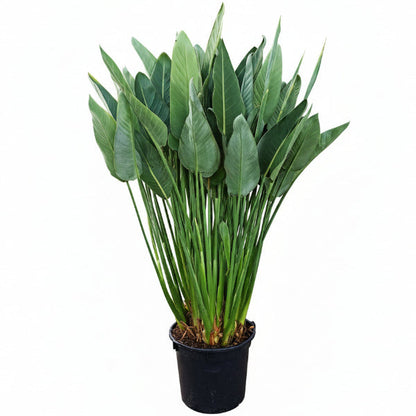 Bird of Paradise, Strelitzia Reginae, outdoor – image 7