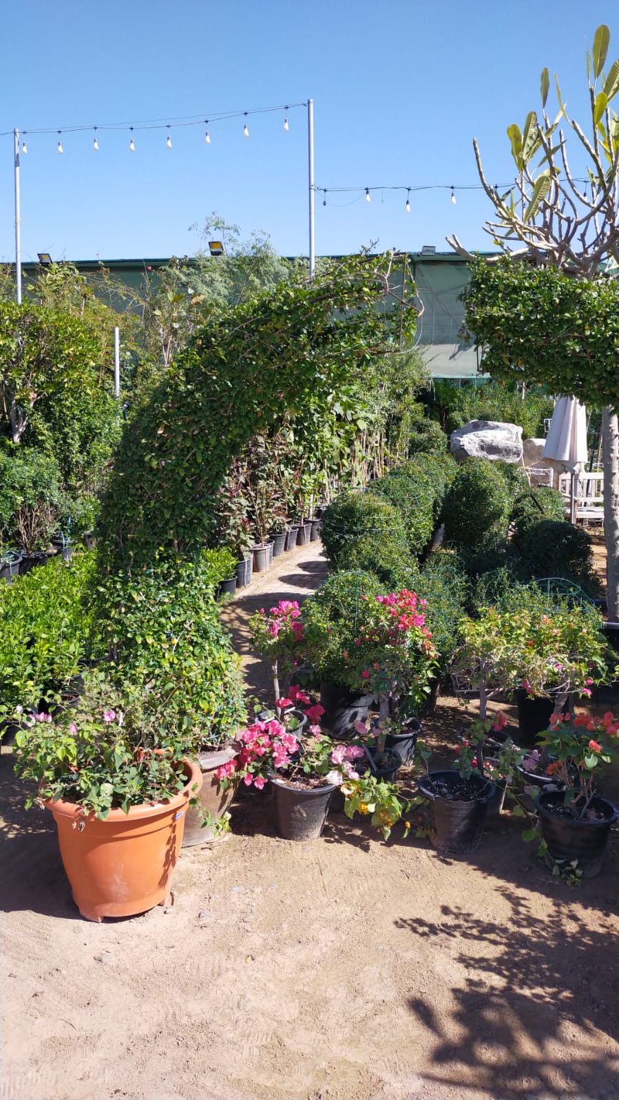 Ehretia Big (Different Shapes) – image 10